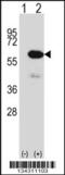 Methionyl Aminopeptidase 2 antibody, 57-699, ProSci, Western Blot image 