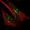 Synapse Defective Rho GTPase Homolog 2 antibody, HPA058378, Atlas Antibodies, Immunofluorescence image 