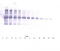 Interleukin-12 subunit alpha antibody, TA328497, Origene, Western Blot image 