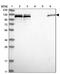 Spliceosome Associated Factor 1, Recruiter Of U4/U6.U5 Tri-SnRNP antibody, PA5-56663, Invitrogen Antibodies, Western Blot image 