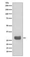 Tyrosine 3-Monooxygenase/Tryptophan 5-Monooxygenase Activation Protein Epsilon antibody, M01687, Boster Biological Technology, Western Blot image 