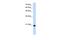 Ubiquitously Expressed Prefoldin Like Chaperone antibody, PA5-43112, Invitrogen Antibodies, Western Blot image 