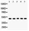 Cyclin A2 antibody, PB9424, Boster Biological Technology, Western Blot image 