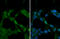 Survival Of Motor Neuron 2, Centromeric antibody, GTX134791, GeneTex, Immunofluorescence image 