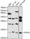 PHD Finger Protein 5A antibody, LS-C747764, Lifespan Biosciences, Western Blot image 