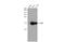 AIF1 antibody, GTX101495, GeneTex, Western Blot image 