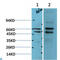 Mitogen-Activated Protein Kinase Kinase 2 antibody, LS-C813230, Lifespan Biosciences, Western Blot image 