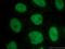 U2 Small Nuclear RNA Auxiliary Factor 1 antibody, 60289-1-Ig, Proteintech Group, Immunofluorescence image 