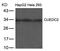 CUE Domain Containing 2 antibody, 79-772, ProSci, Western Blot image 