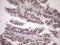 Activating Transcription Factor 1 antibody, LS-C791330, Lifespan Biosciences, Immunohistochemistry paraffin image 