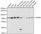 Myotubularin-related protein 6 antibody, GTX66362, GeneTex, Western Blot image 