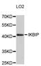 IKBKB Interacting Protein antibody, STJ112851, St John