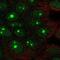 Discs Large MAGUK Scaffold Protein 3 antibody, NBP2-58864, Novus Biologicals, Immunofluorescence image 