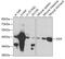 Adenosine Deaminase antibody, 13-487, ProSci, Western Blot image 