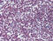 Forkhead Box O3 antibody, 51-947, ProSci, Immunohistochemistry frozen image 