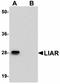 Ankyrin Repeat Domain 54 antibody, orb75237, Biorbyt, Western Blot image 