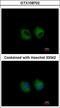 Interleukin 1 Receptor Type 2 antibody, LS-C186020, Lifespan Biosciences, Immunocytochemistry image 