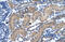 Transcription Factor 7 antibody, ARP34782_P050, Aviva Systems Biology, Immunohistochemistry paraffin image 