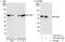 NGFI-A Binding Protein 1 antibody, A303-082A, Bethyl Labs, Western Blot image 
