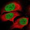 High Mobility Group 20A antibody, NBP1-83833, Novus Biologicals, Immunofluorescence image 