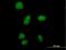 Putative beta-glucuronidase-like protein SMA3 antibody, H00011039-B01P, Novus Biologicals, Immunofluorescence image 