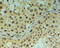 REV1 DNA Directed Polymerase antibody, 46-281, ProSci, Immunohistochemistry paraffin image 