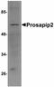 TBK1 Binding Protein 1 antibody, LS-C108591, Lifespan Biosciences, Western Blot image 