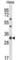 Ribosomal Protein L7 antibody, abx028555, Abbexa, Western Blot image 