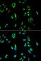 Forkhead Box G1 antibody, orb329553, Biorbyt, Immunofluorescence image 