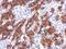 Galectin 4 antibody, PA5-34836, Invitrogen Antibodies, Immunohistochemistry frozen image 