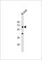 Proline Dehydrogenase 1 antibody, 61-221, ProSci, Western Blot image 