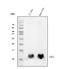 G Protein Subunit Gamma 2 antibody, M06975-1, Boster Biological Technology, Western Blot image 