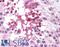 Dynein Axonemal Light Chain 1 antibody, LS-B4595, Lifespan Biosciences, Immunohistochemistry paraffin image 