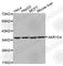 Aldo-Keto Reductase Family 1 Member C4 antibody, A3287, ABclonal Technology, Western Blot image 