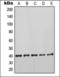 Keratin 19 antibody, orb376104, Biorbyt, Western Blot image 