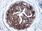 p21 antibody, AF1047, R&D Systems, Immunohistochemistry frozen image 