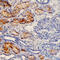 PDZ Domain Containing 1 antibody, AF4997, R&D Systems, Immunohistochemistry frozen image 