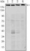 RPTOR Independent Companion Of MTOR Complex 2 antibody, MA5-15683, Invitrogen Antibodies, Western Blot image 