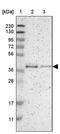 GDP-Mannose Pyrophosphorylase B antibody, PA5-53204, Invitrogen Antibodies, Western Blot image 