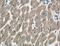 Tensin-1 antibody, 20054-1-AP, Proteintech Group, Immunohistochemistry frozen image 