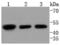 E2F Transcription Factor 2 antibody, NBP2-67723, Novus Biologicals, Western Blot image 