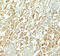 NADPH Oxidase 3 antibody, 7925, ProSci, Immunohistochemistry paraffin image 