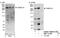 Transmembrane Protein 131 antibody, NBP1-21369, Novus Biologicals, Western Blot image 