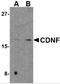 Cerebral dopamine neurotrophic factor antibody, 4343, ProSci Inc, Western Blot image 