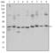 CAMP Responsive Element Binding Protein 1 antibody, abx012092, Abbexa, Western Blot image 