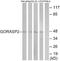 Golgi Reassembly Stacking Protein 2 antibody, A30705, Boster Biological Technology, Western Blot image 