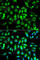 Cholinergic Receptor Muscarinic 2 antibody, A1567, ABclonal Technology, Immunofluorescence image 