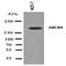 Abcb4 antibody, orb137893, Biorbyt, Western Blot image 