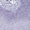 Putative TBC1 domain family member 29 antibody, NBP2-32437, Novus Biologicals, Immunohistochemistry frozen image 