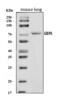 Guanylate Binding Protein 4 antibody, A11011-3, Boster Biological Technology, Western Blot image 